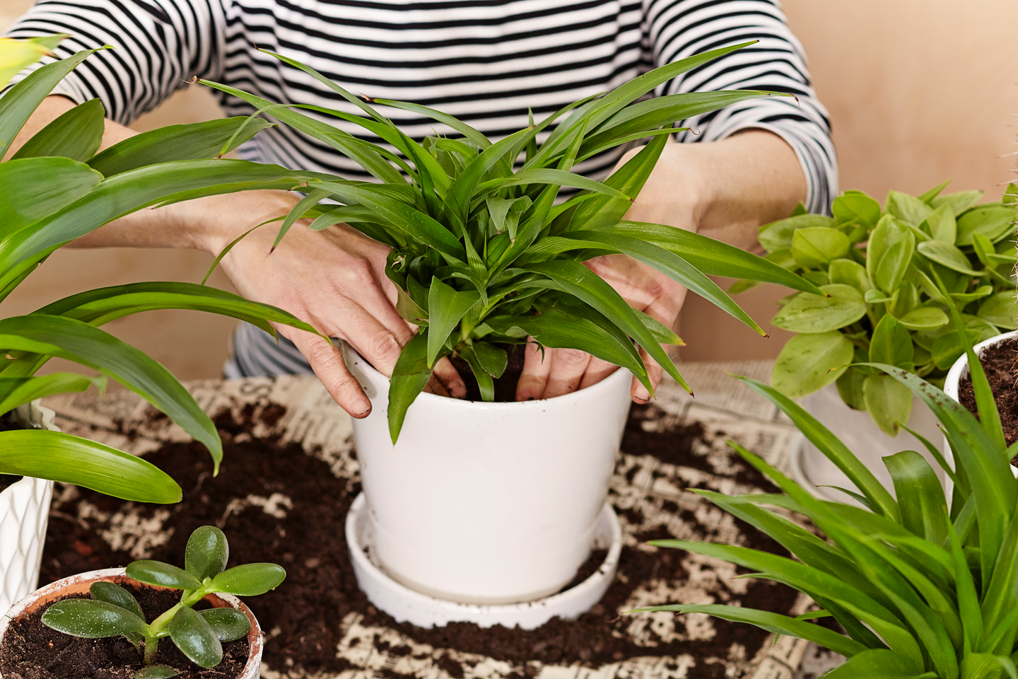 Kukkamulta Kekkilä 6l