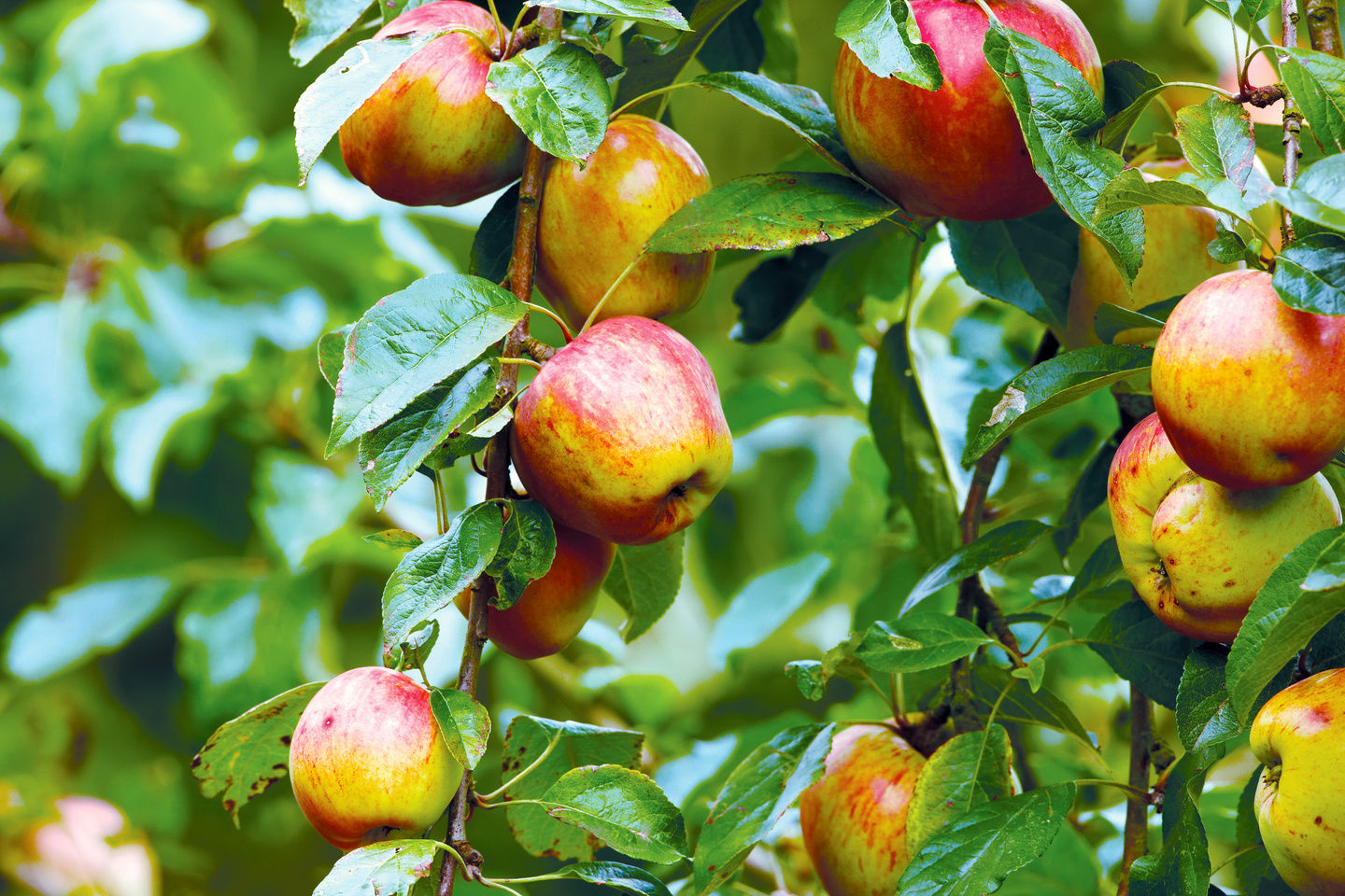 Omenapuu Malus Domestica Sokerimiron