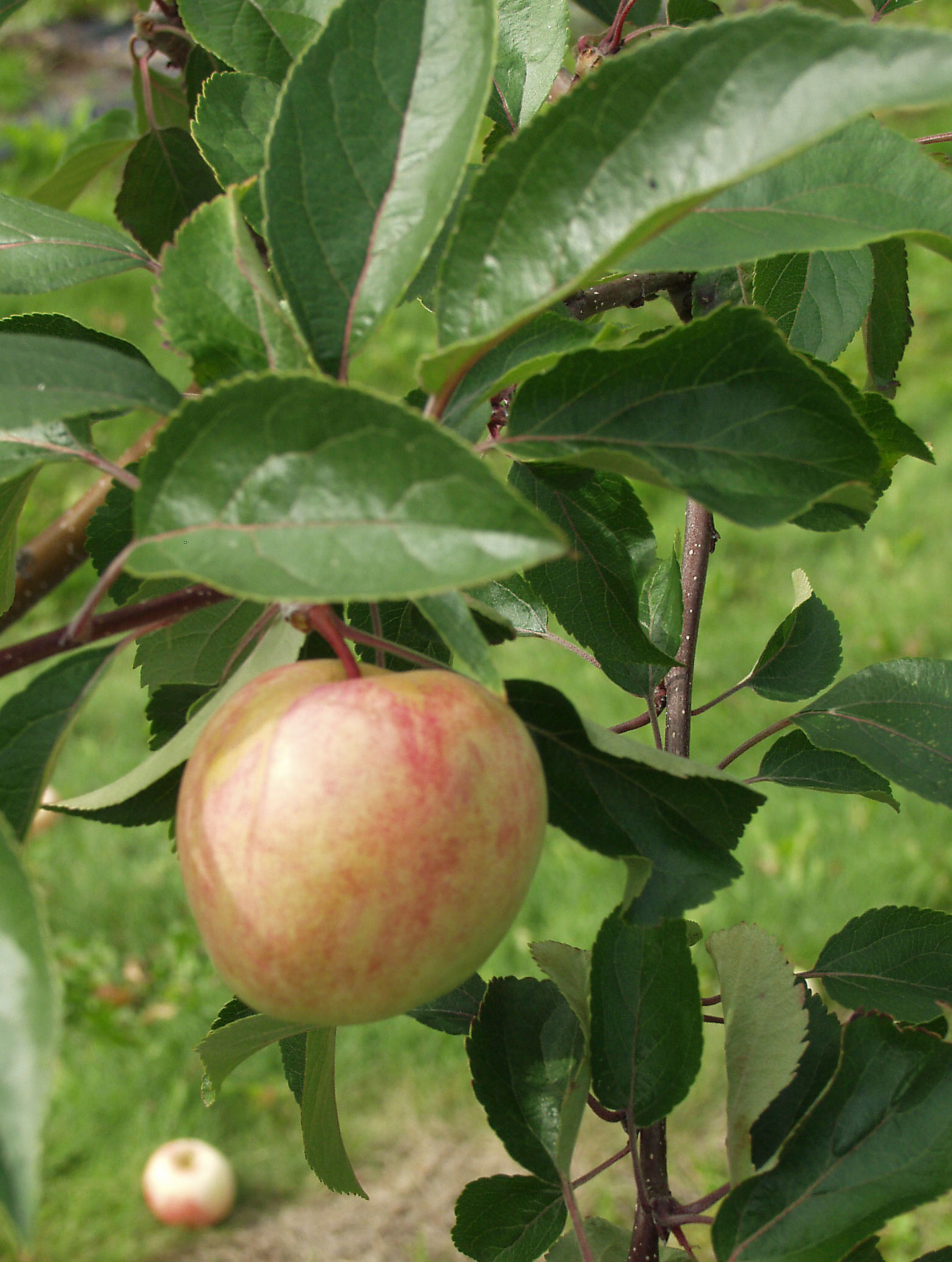 Omenapuu Malus Domestica Sokerimiron