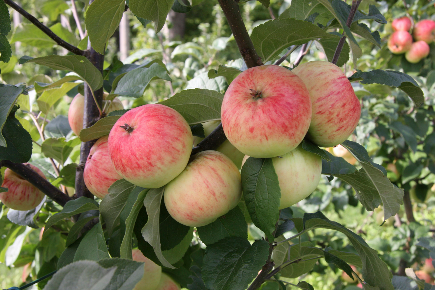 Omenapuu Malus domestica Sariola 7,5l astia