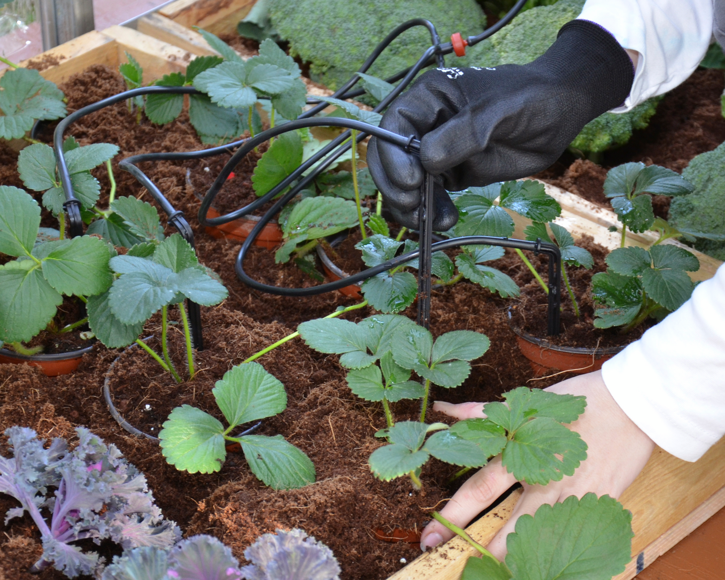 Tihkukastelusetti Palram-Canopia