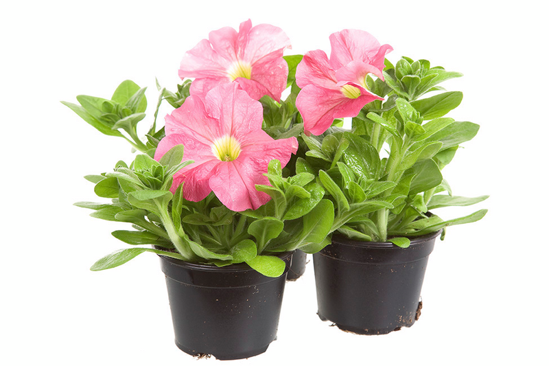 Petunia 9cm ruukku