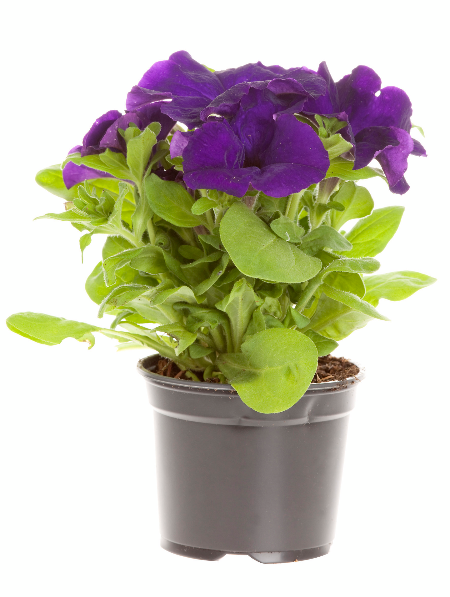 Petunia 9cm ruukku