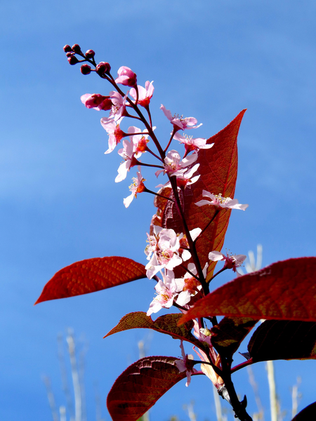 Purppuratuomi Prunus padus Colorata 7,5l astia