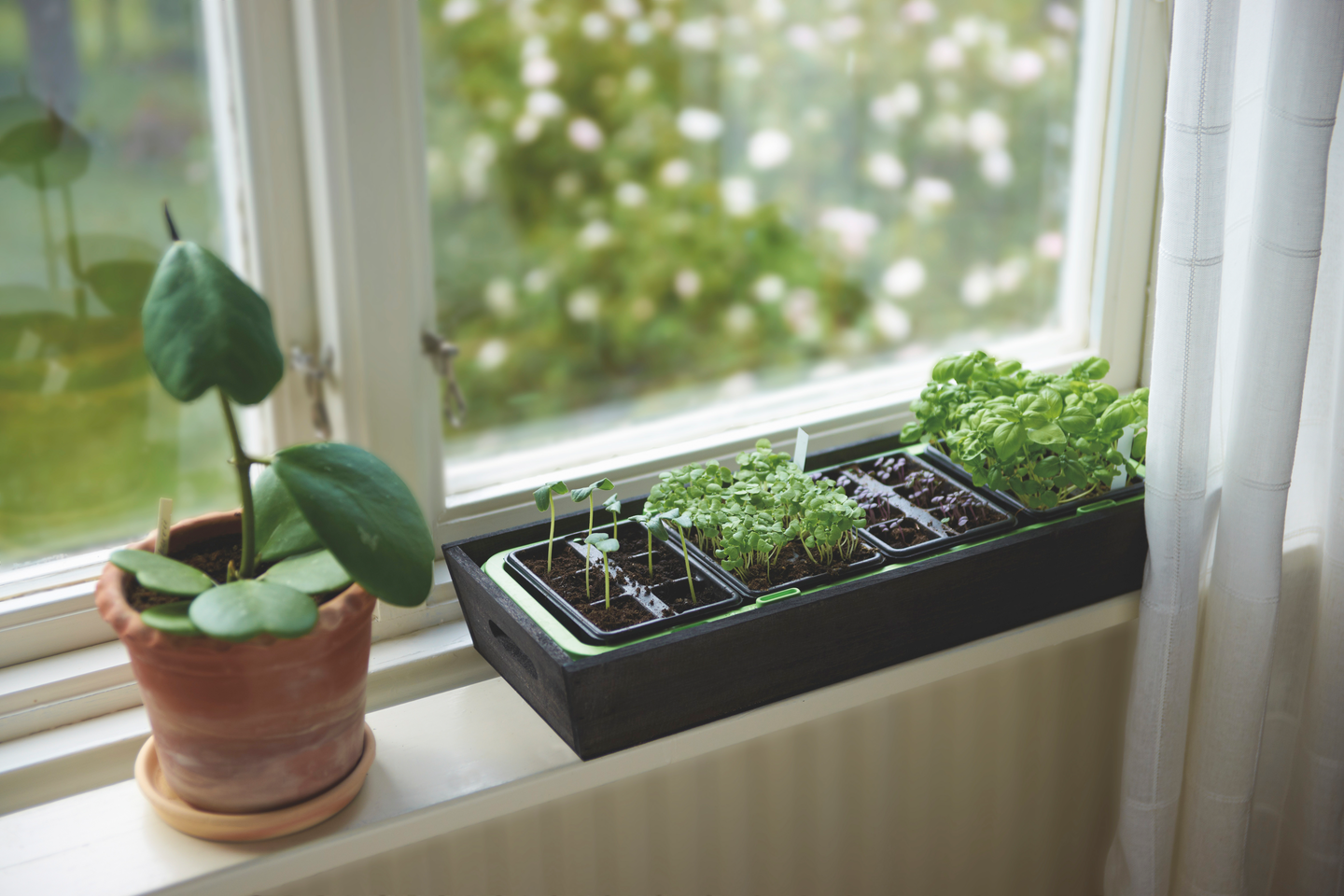 Pienoiskasvihuone Nelson Garden window wood