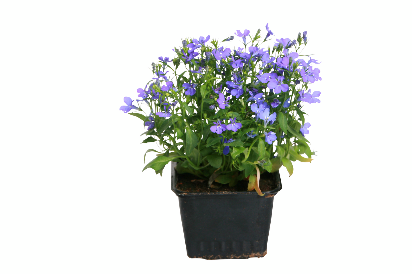 Lobelia 8cm