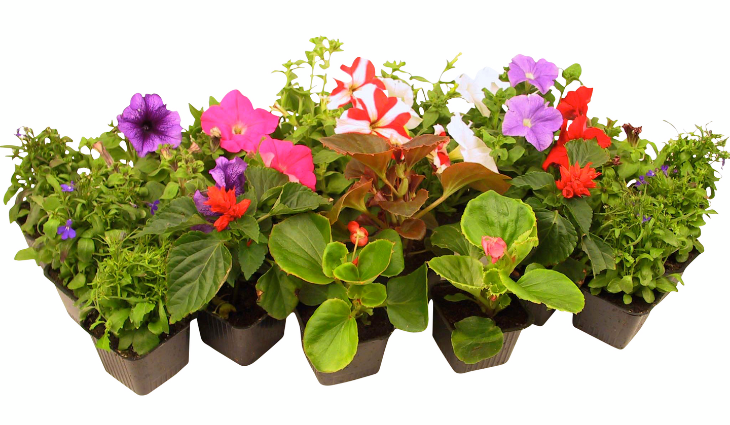 Lobelia 8cm