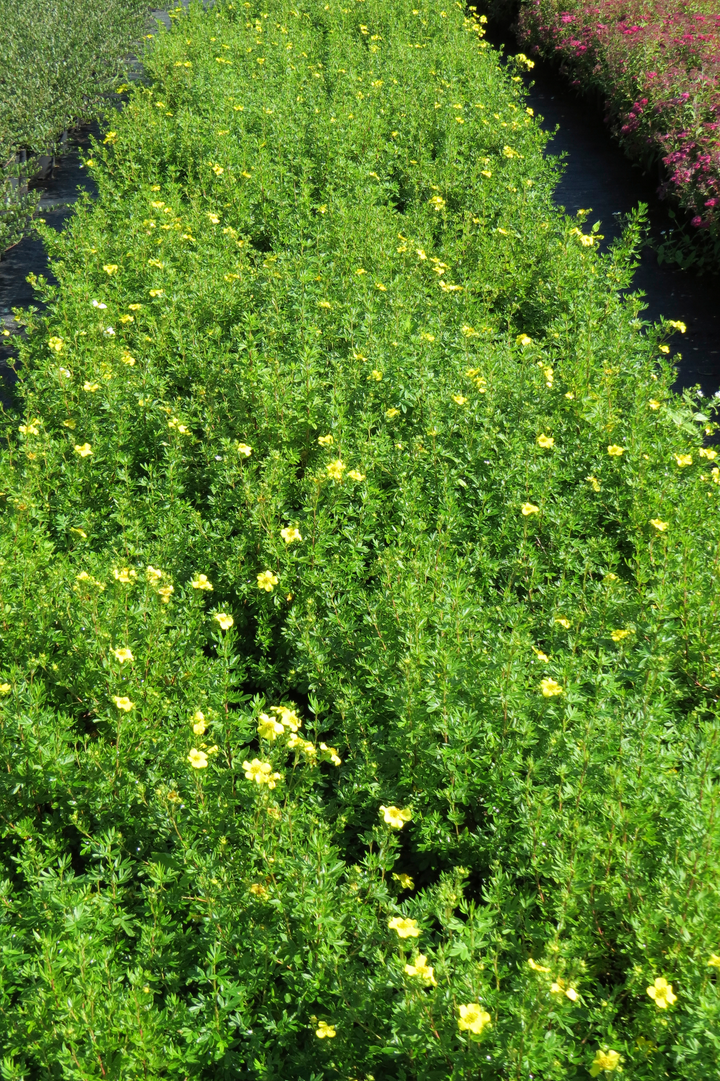 Pensashanhikki  Dasiphora fr.Tervola 3l astia