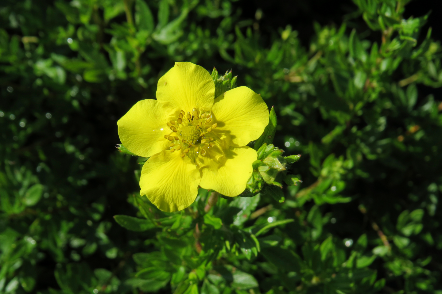 Pensashanhikki  Dasiphora fr.Tervola 3l astia