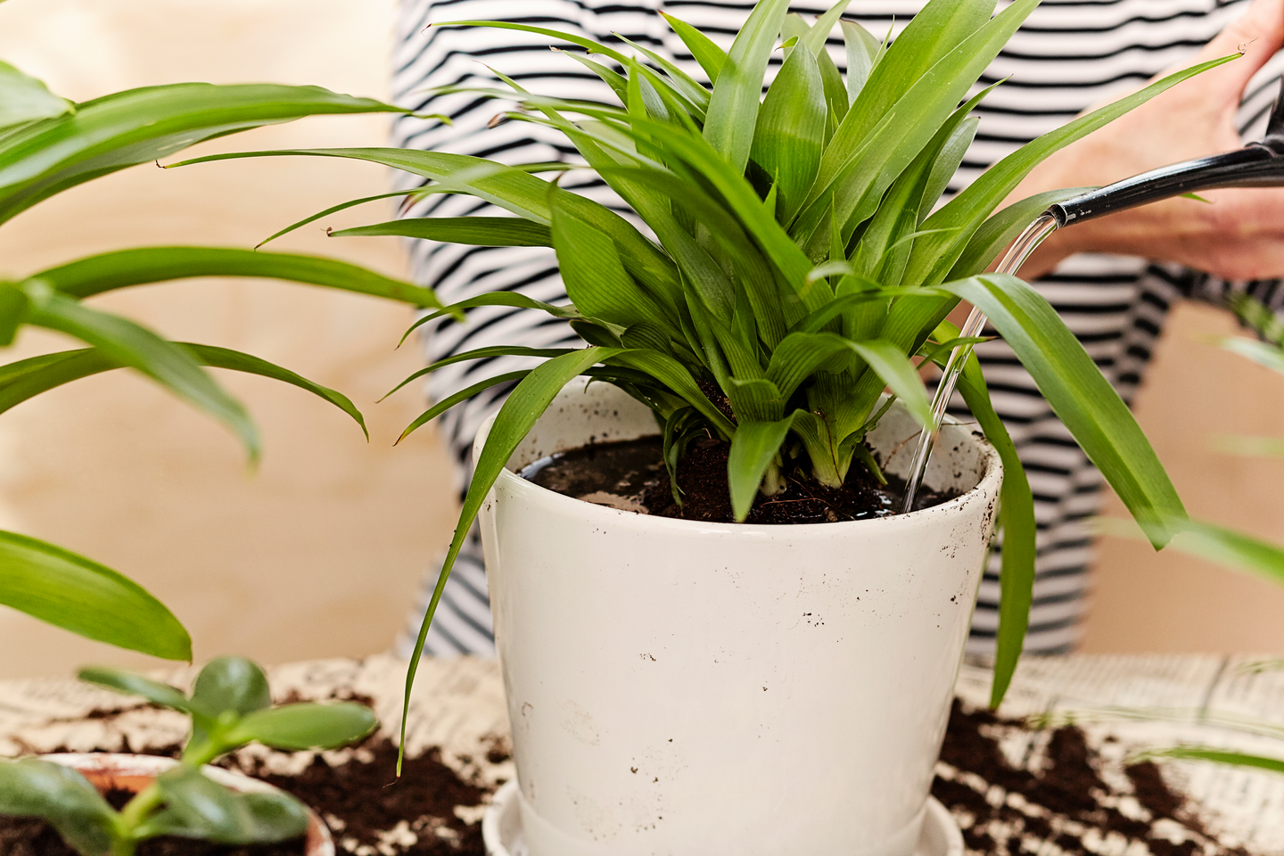 Kukkamulta Kekkilä 10l