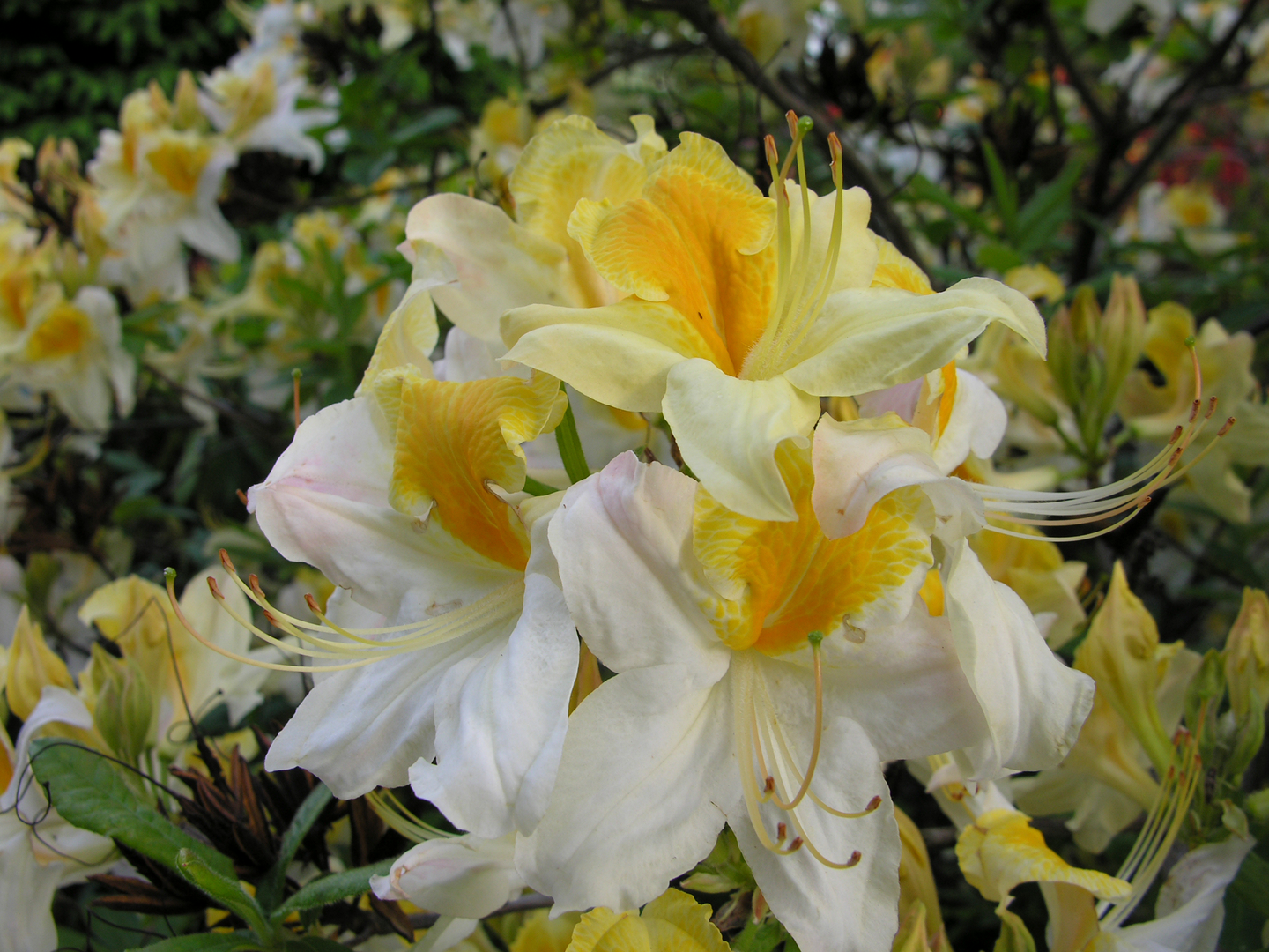 Revontuliatsalea Rhododedron x northern Hi-light 4l astia