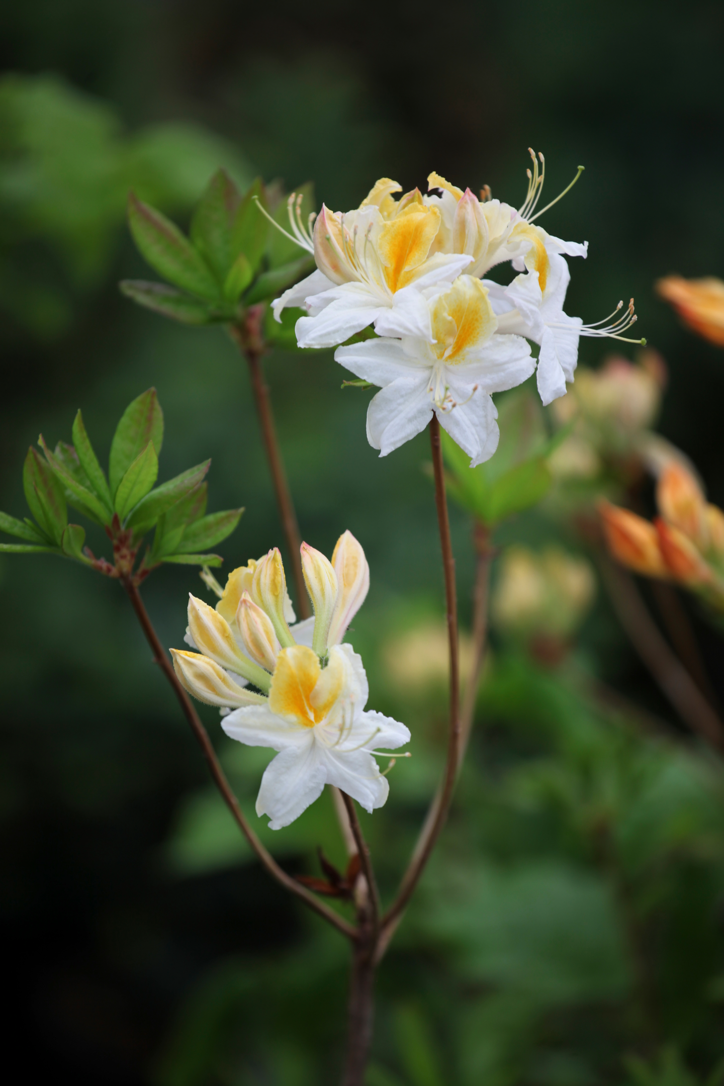 Revontuliatsalea Rhododedron x northern Hi-light 4l astia