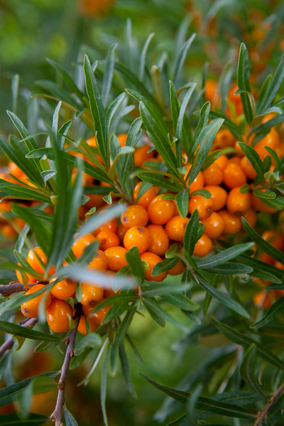 Tyrni Hippophae rhamnoides Pertsik emi 3l astia