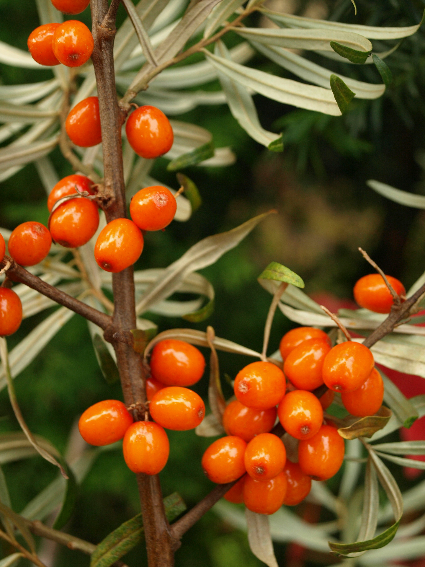 Tyrni Hippophae rhamnoides Pertsik emi 3l astia