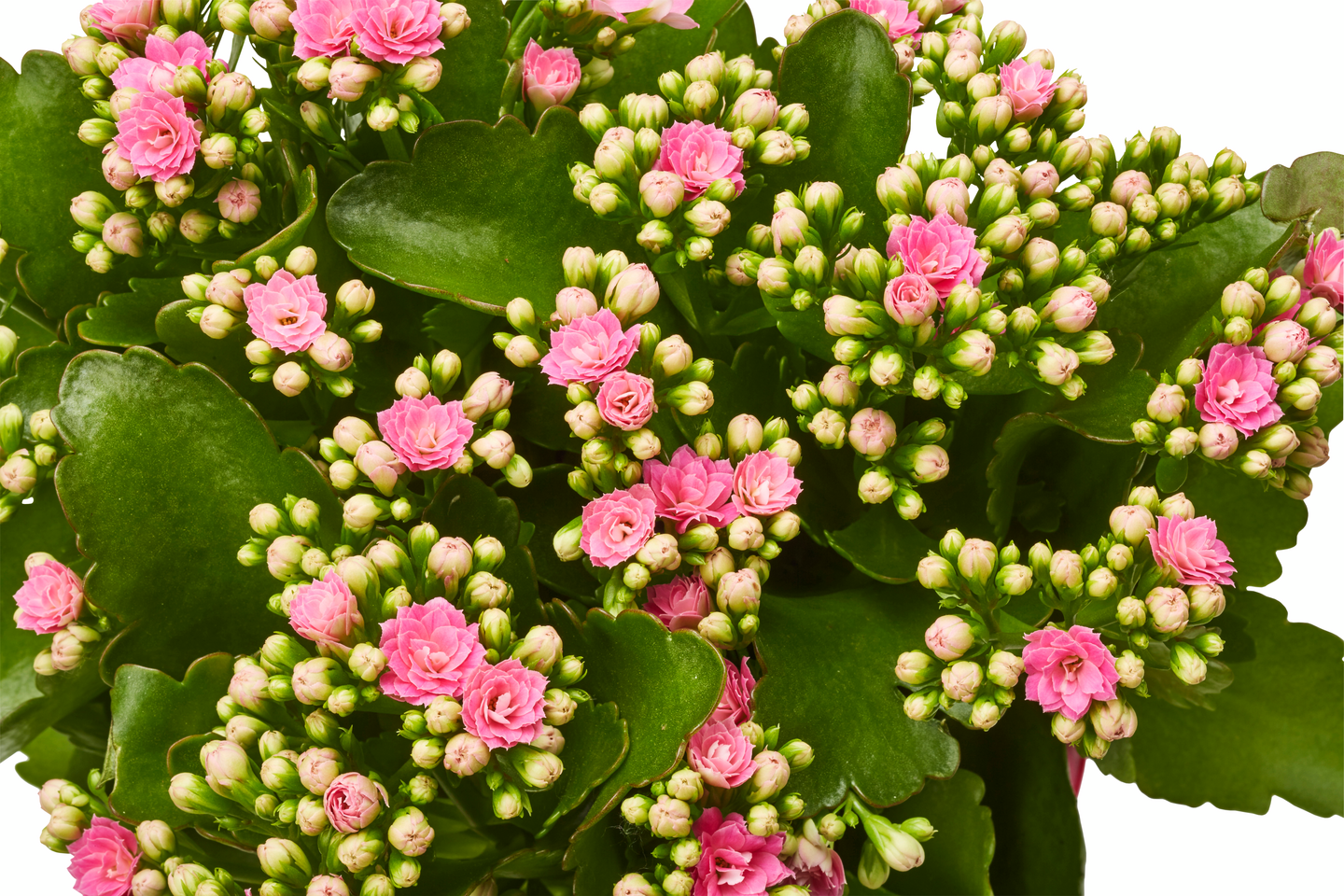 Tulilatva calandiva 12 cm ruukussa