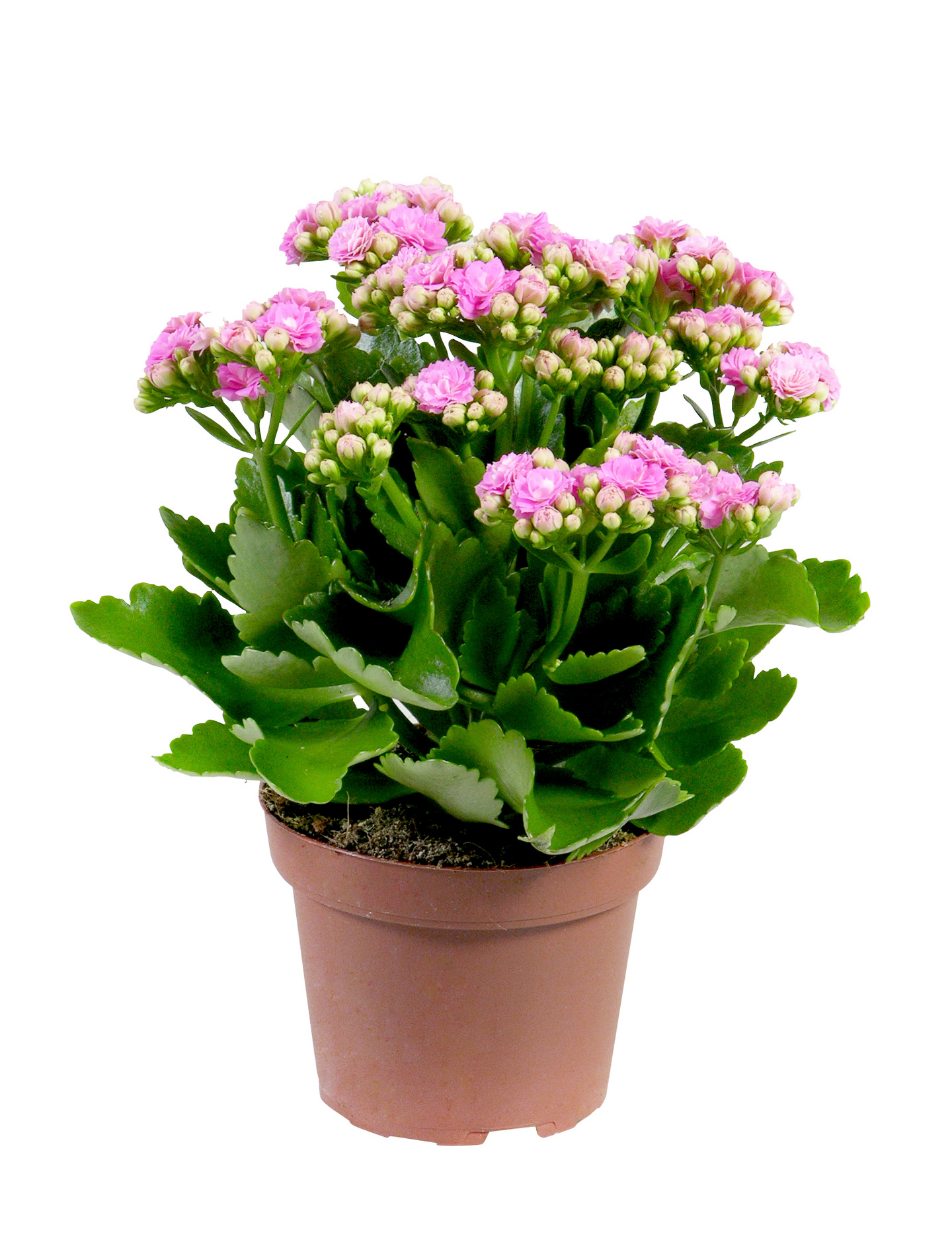 Tulilatva calandiva 12 cm ruukussa