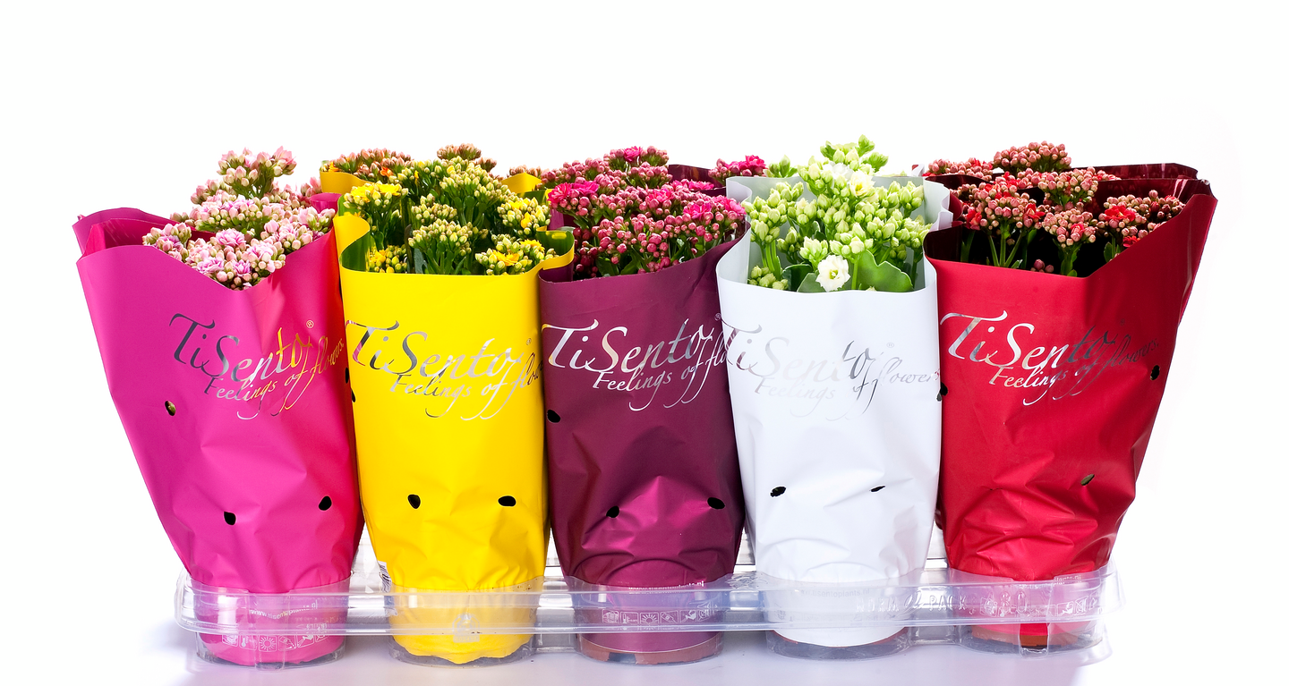 Tulilatva calandiva 12 cm ruukussa