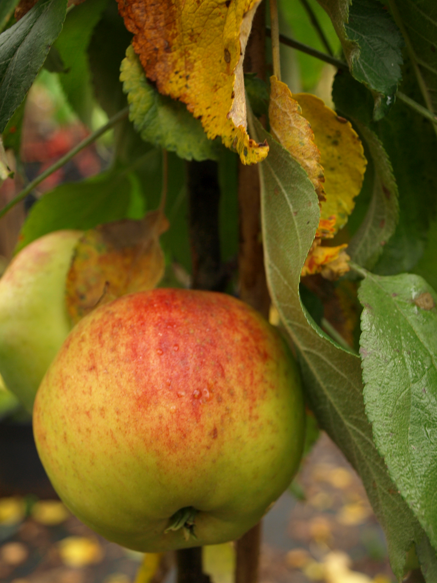 Pilariomenapuu Malus domestica President 7,5l astia