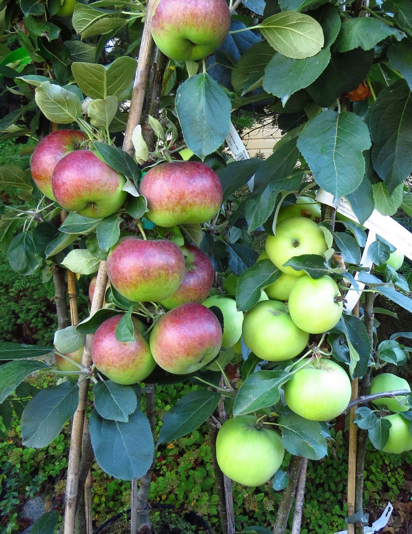 Pilariomenapuu Malus domestica President 7,5l astia