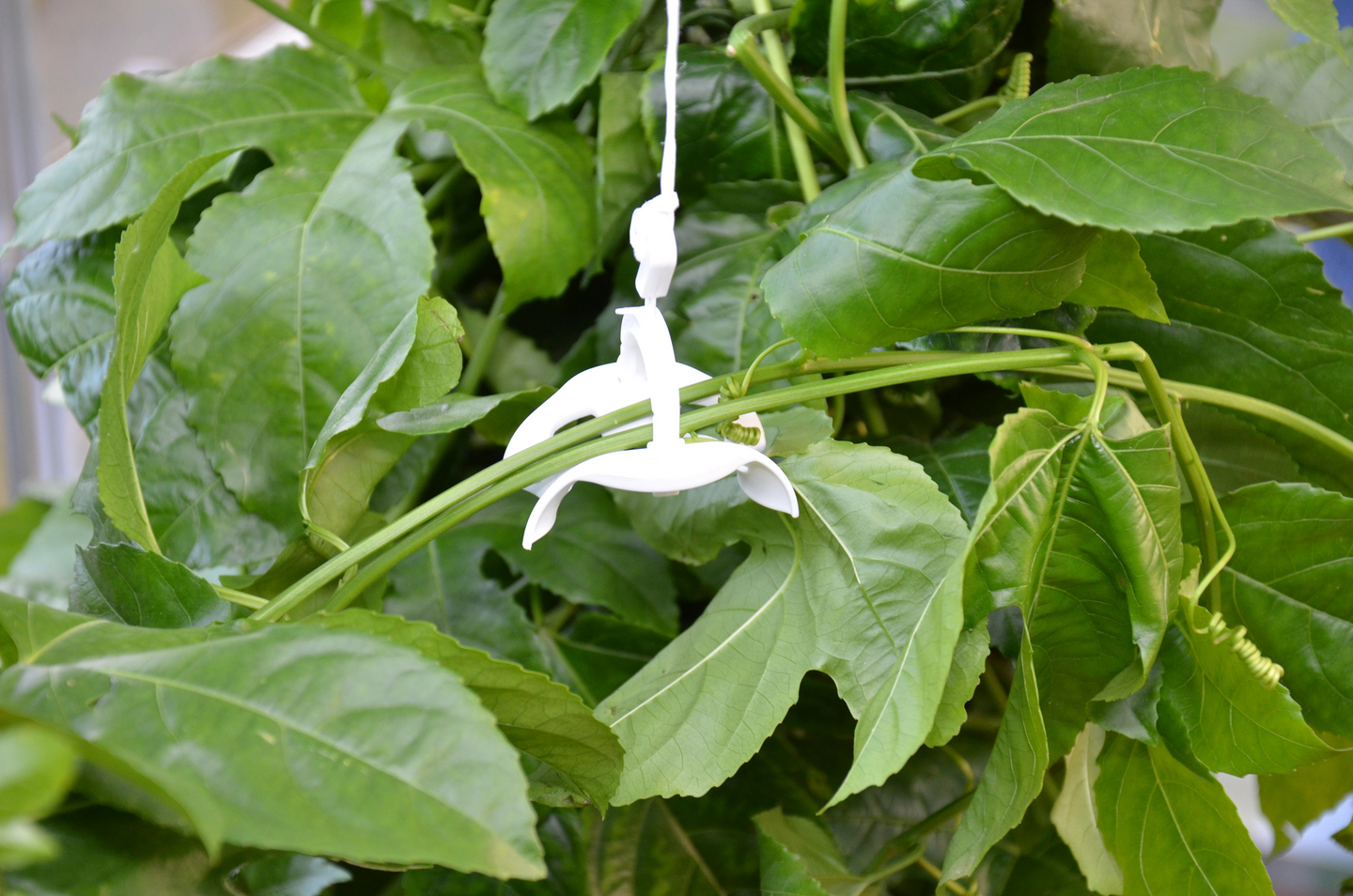 Kasvulankasetti Palram-Canopia