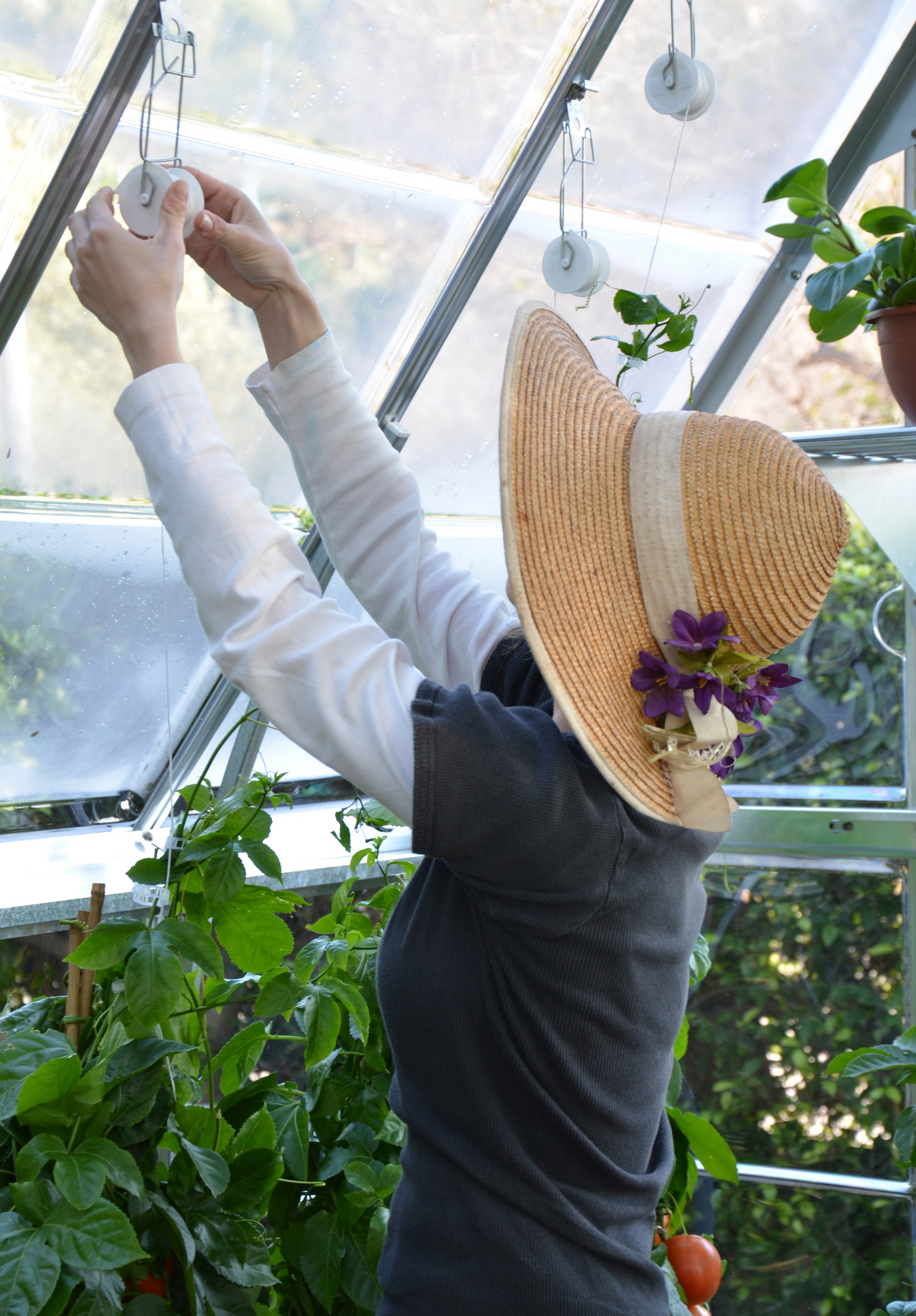 Kasvulankasetti Palram-Canopia