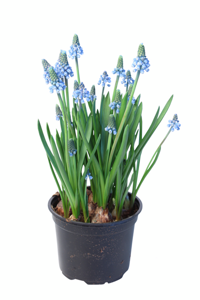 Helmililja Muscari sininen 11cm ruukku - K-Rauta