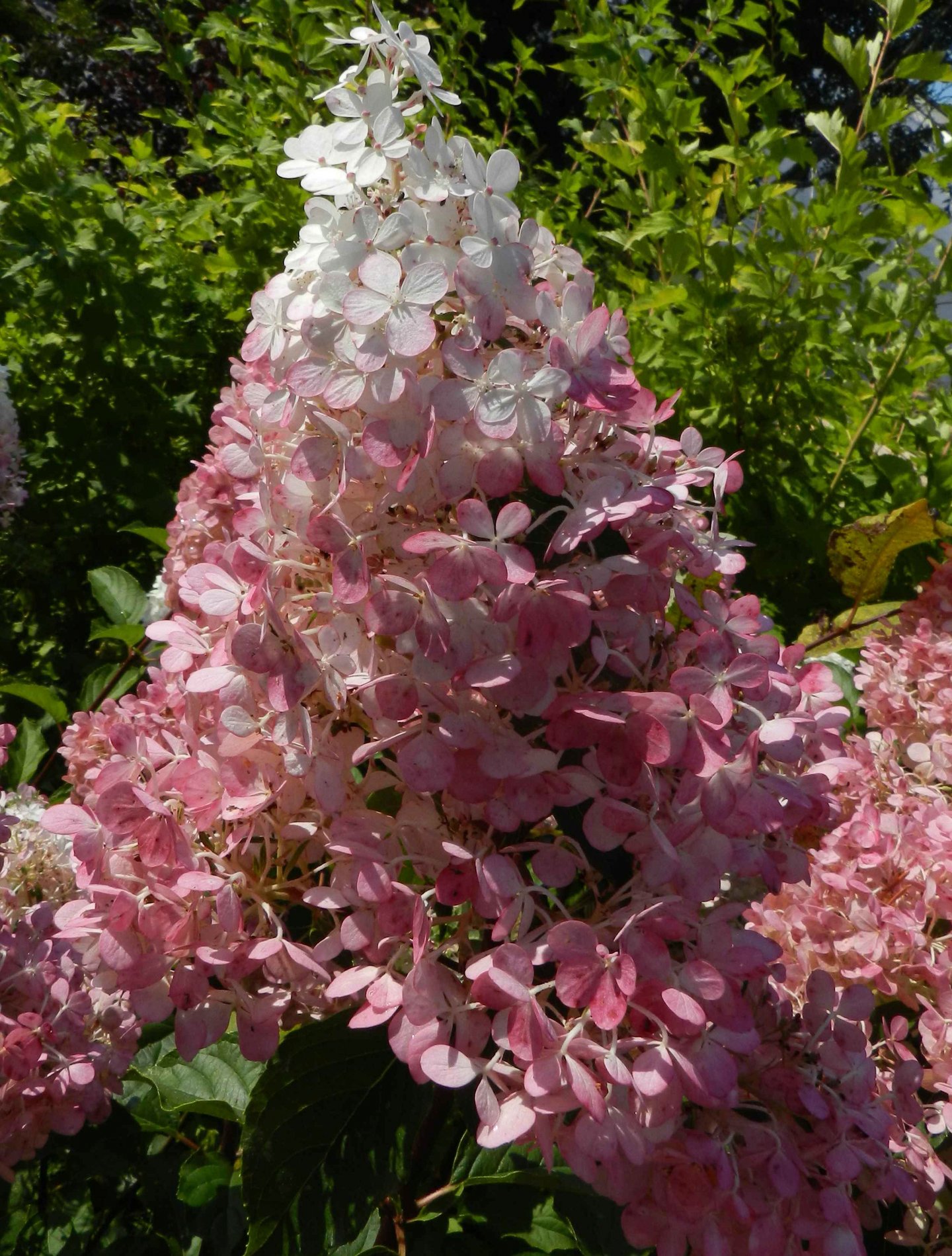 Syyshortensia Hydrangea paniculata Pinky Winky 3l astia