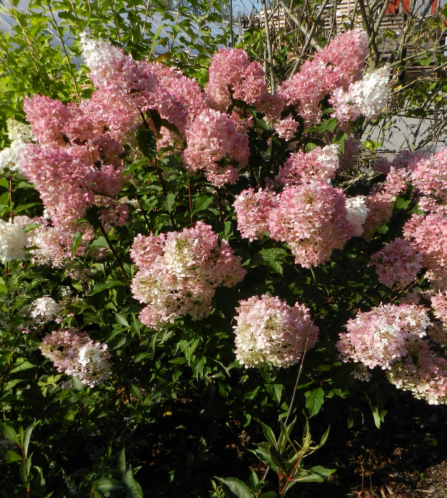 Syyshortensia Hydrangea paniculata Pinky Winky 3l astia