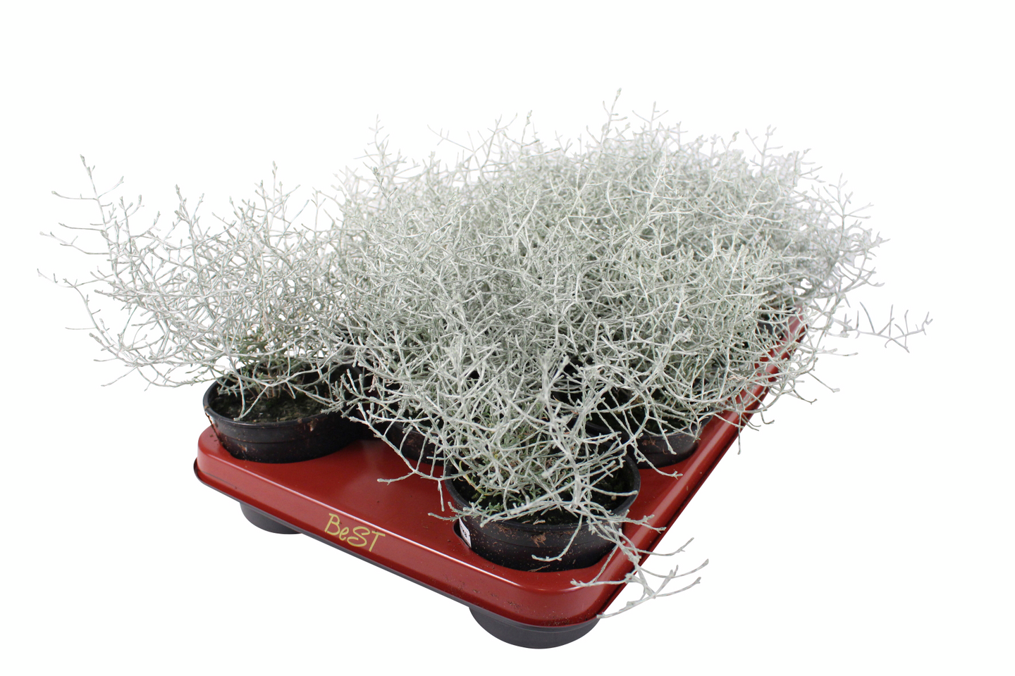 Hopealanka 11cm ruukku