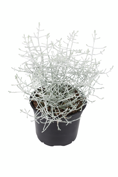 Hopealanka 11cm ruukku