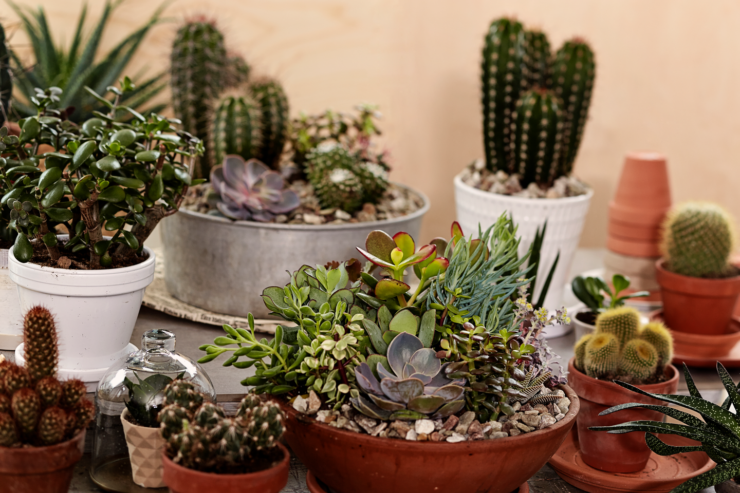 Kaktus- ja mehikasvimulta Kekkilä 6l