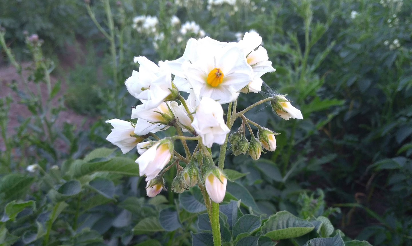 Siemenperuna Rosamunda 10kg talvi