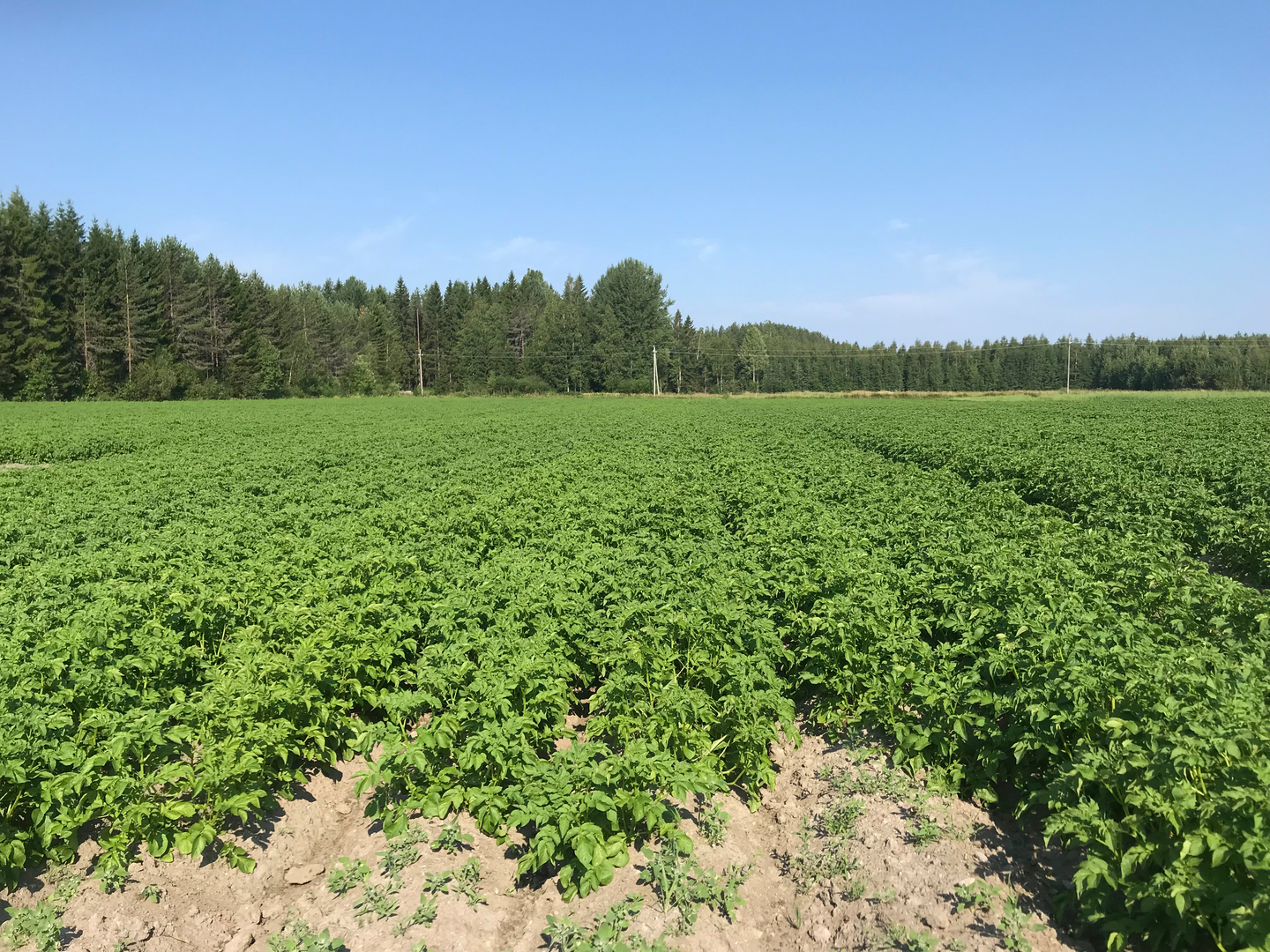 Siemenperuna Nicola 10kg talvi