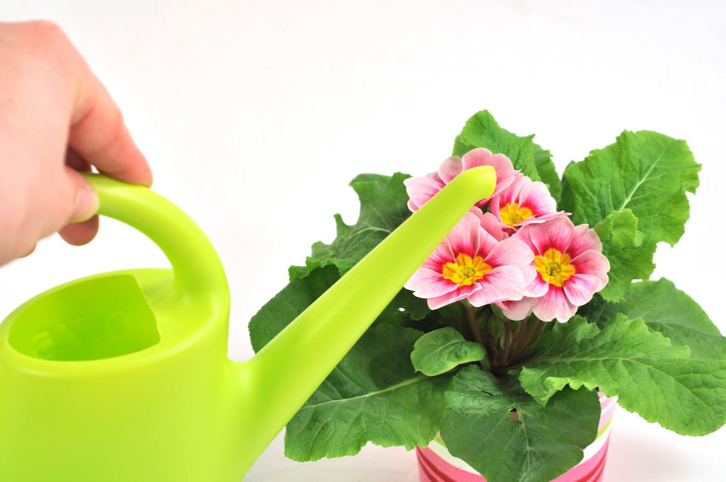 Kastelukannu Plastex Evergreen 0,75l lime