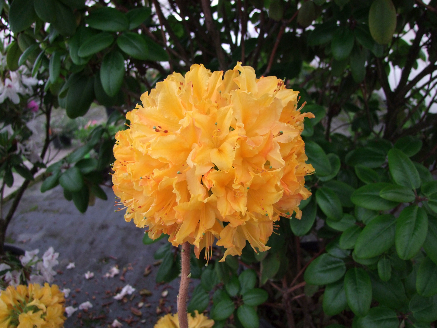 Revontuliatsalea Golden Lights 4l astiataimi