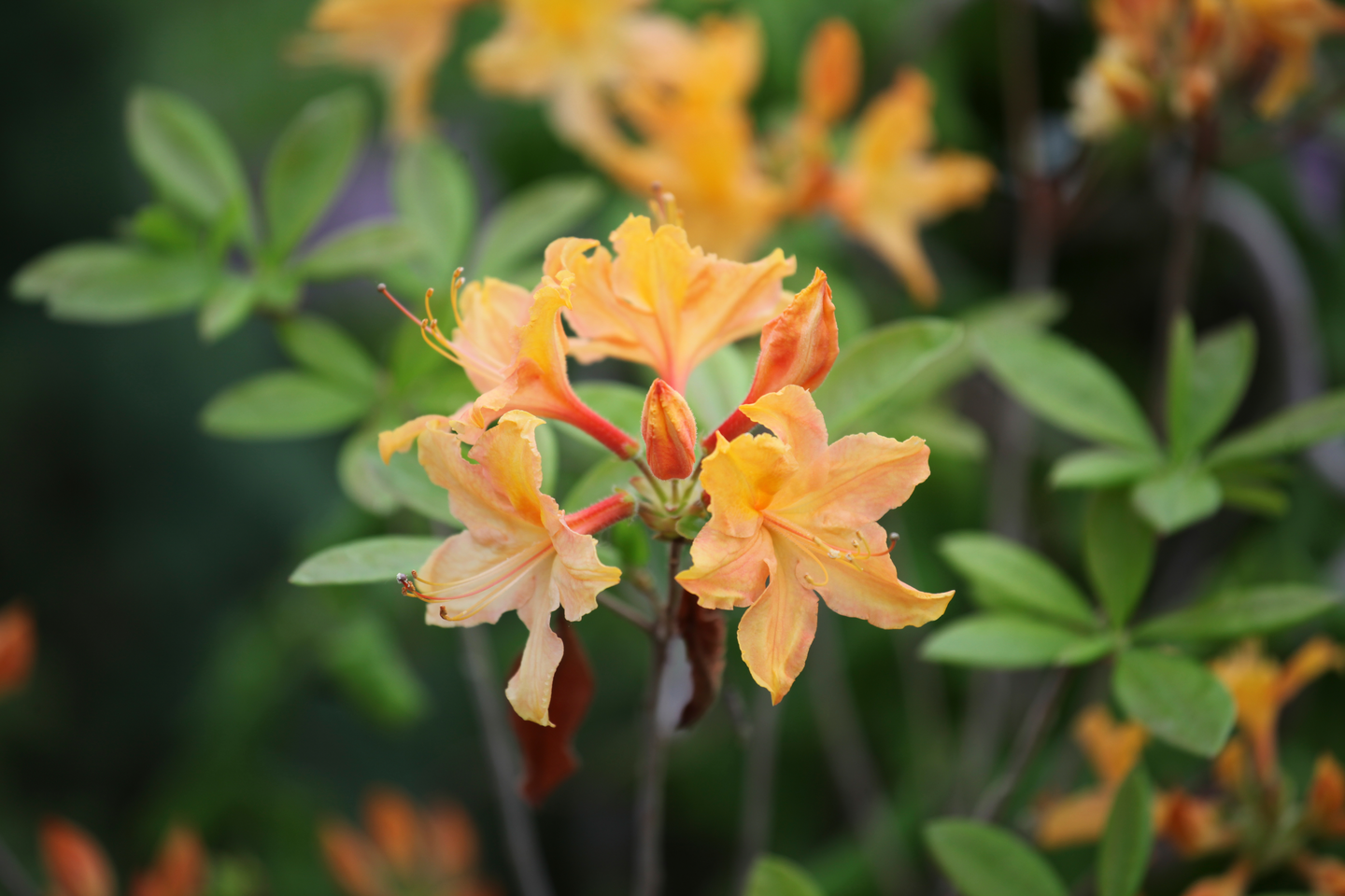 Revontuliatsalea Golden Lights 4l astiataimi