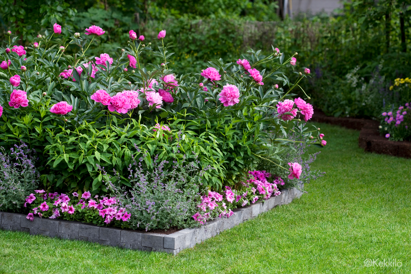 Perenna- ja ruusumulta Kekkilä 40l