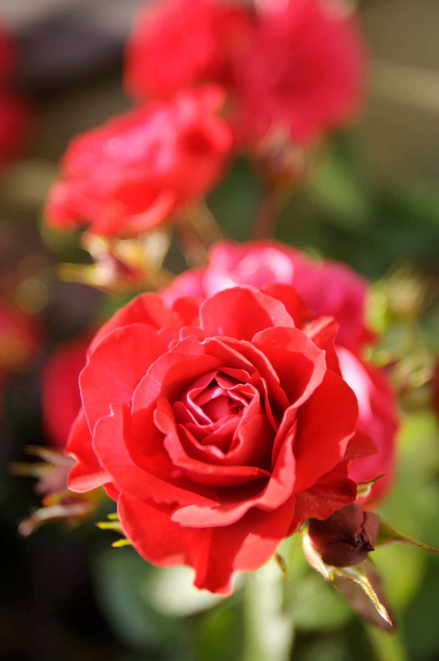 Perenna- ja ruusumulta Kekkilä 40l