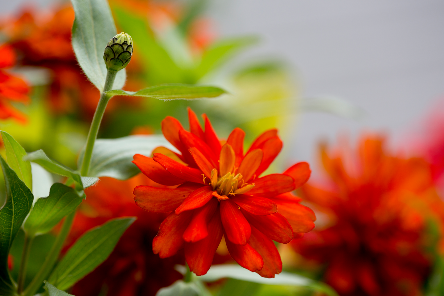 Kesäkukkamulta Kekkilä 30l