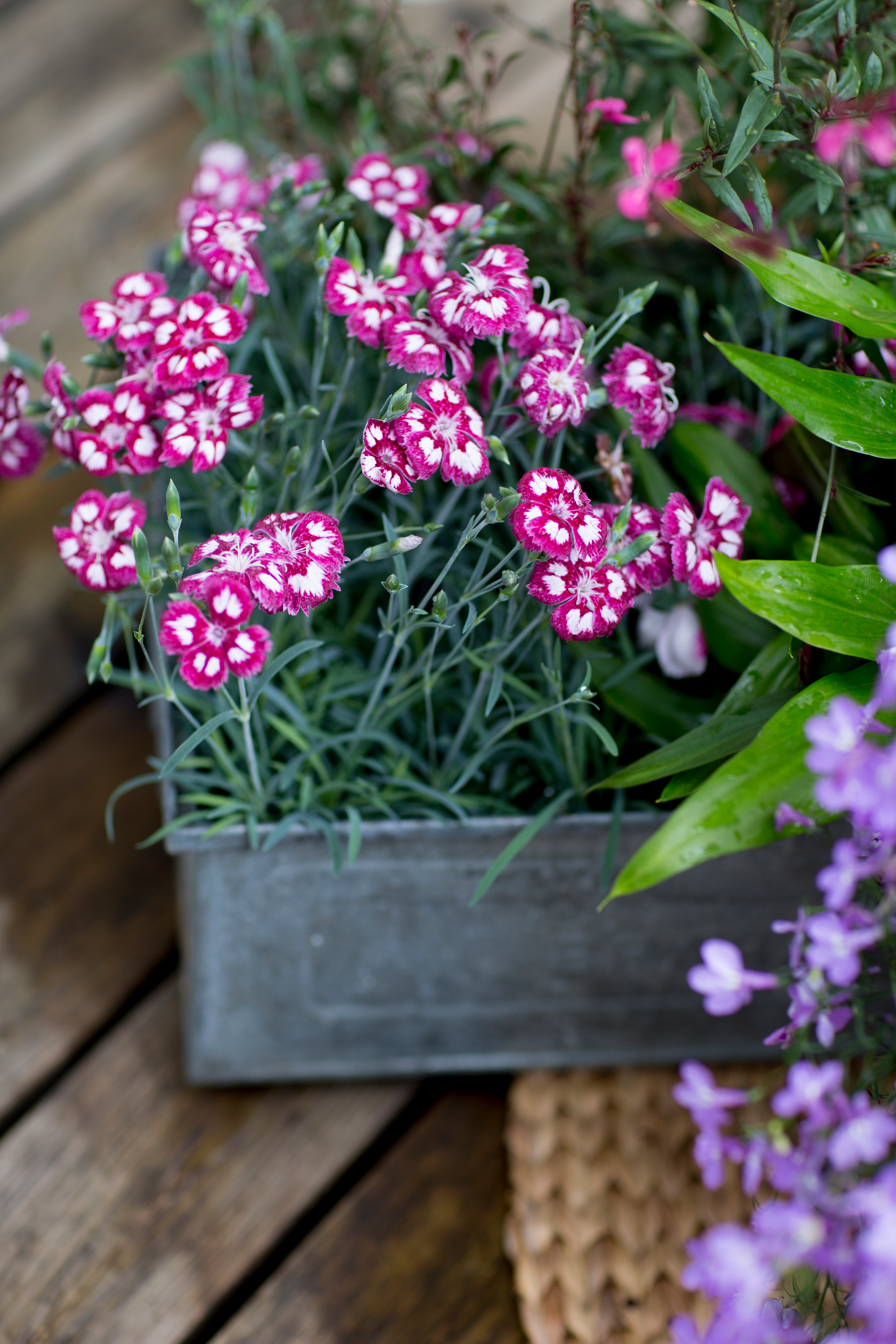 Kesäkukkamulta Kekkilä 10l