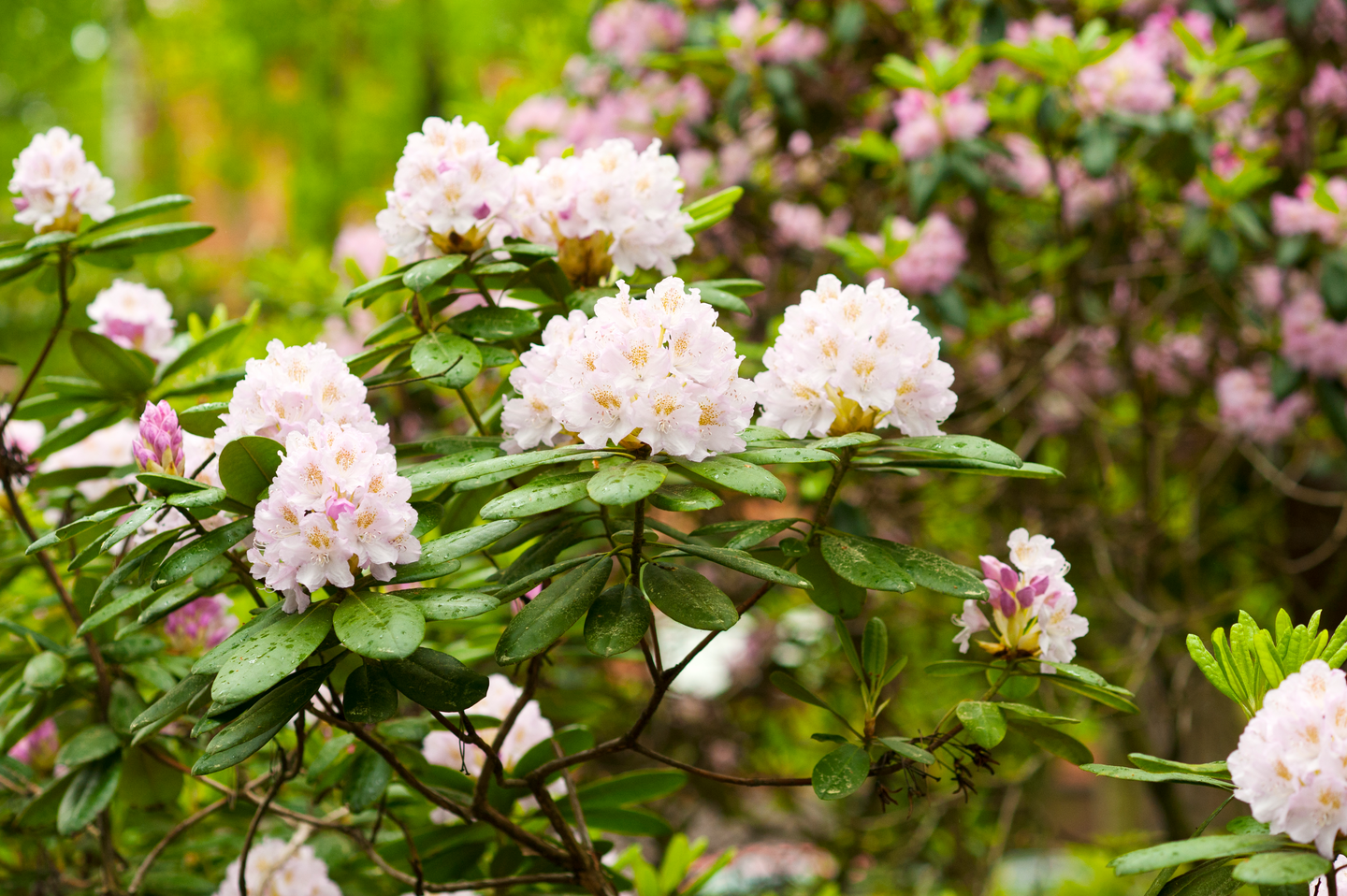 Havu-rodomulta Kekkilä 40l