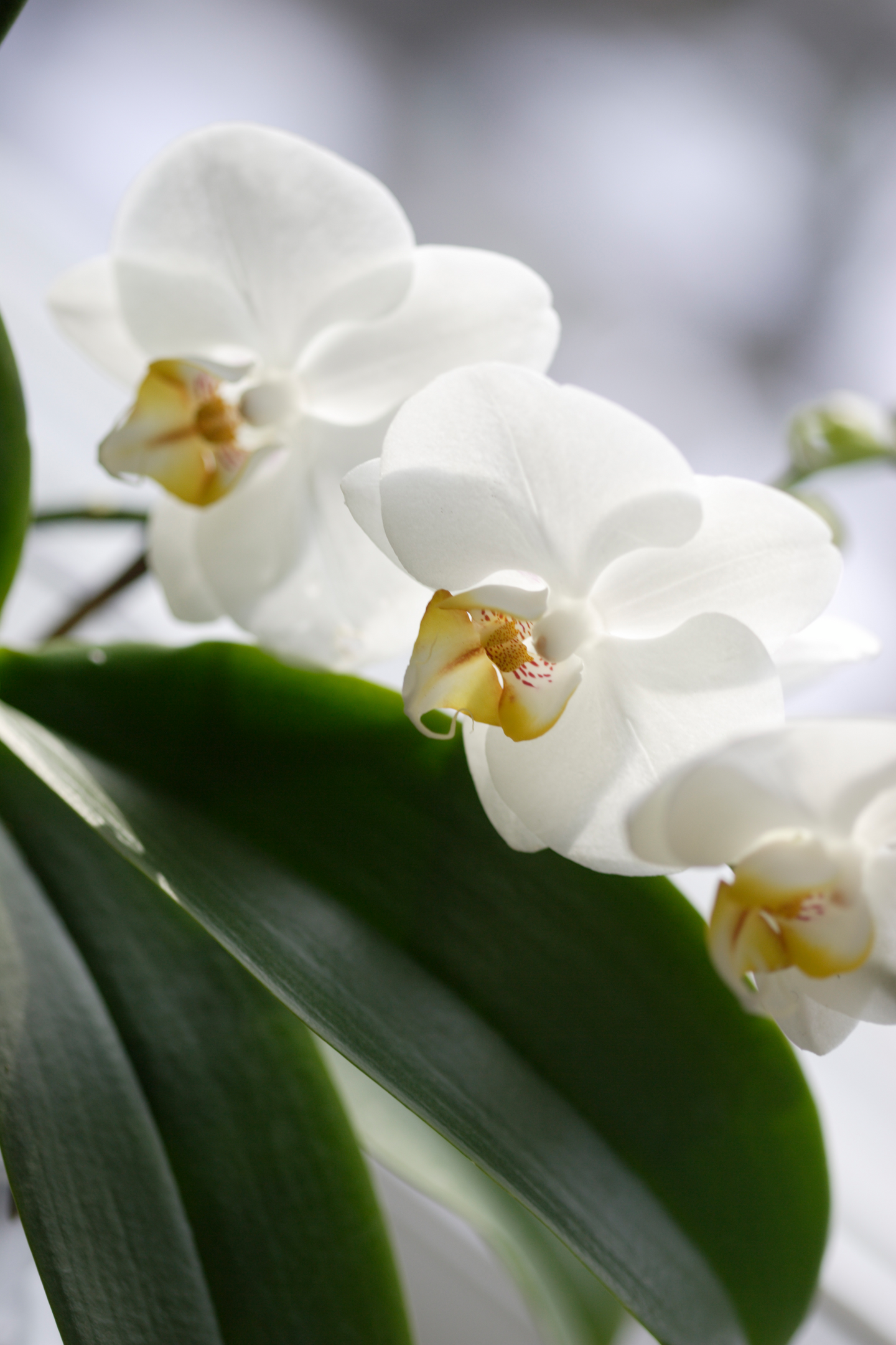 Orkidearavinne Kekkilä 500ml