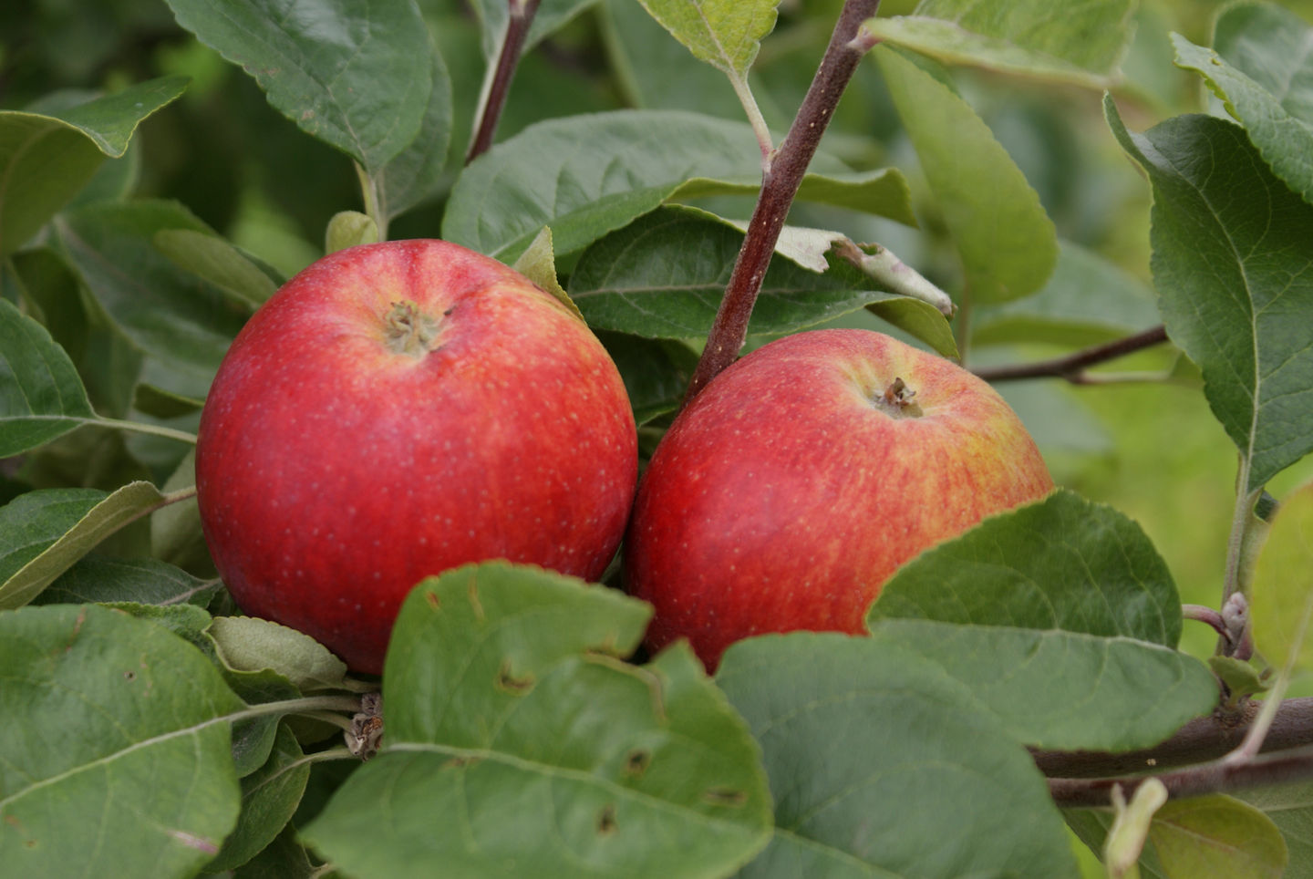 Omenapuu Malus domestica Punaposki 7,5l astia