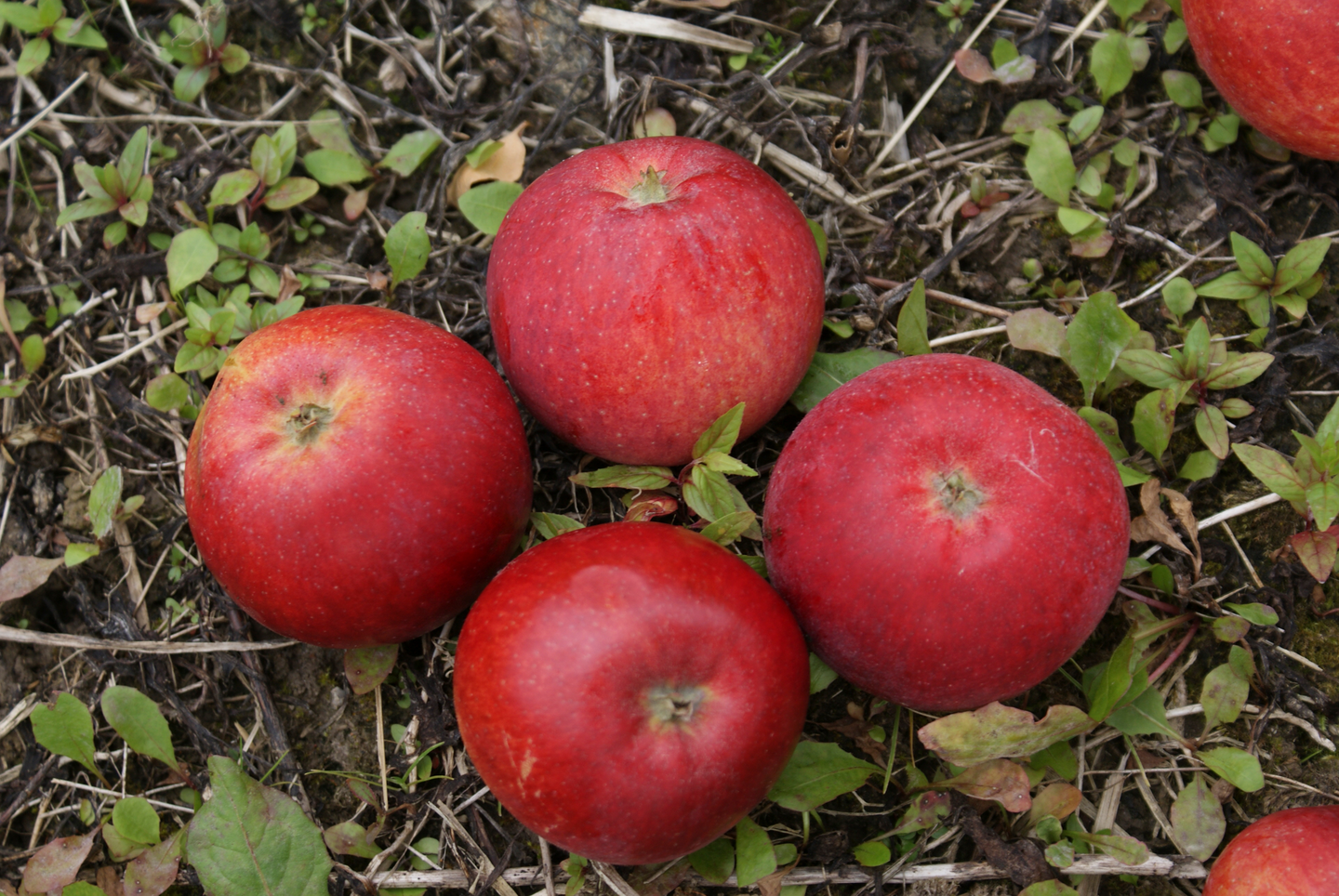Omenapuu Malus domestica Punaposki 7,5l astia