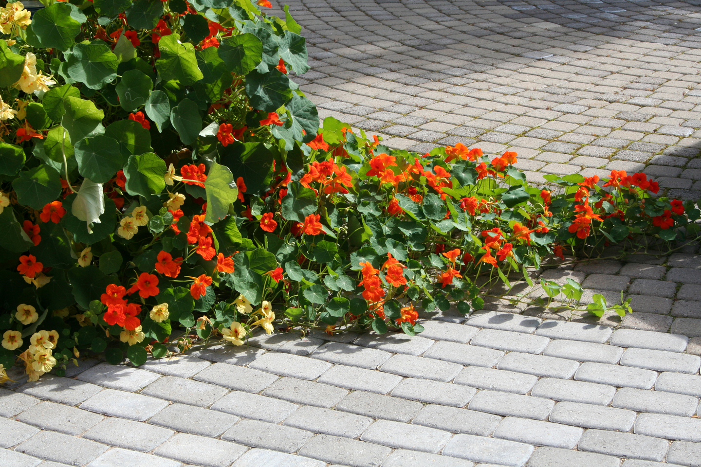 Perinnekivi HB 172x115x80mm harmaa