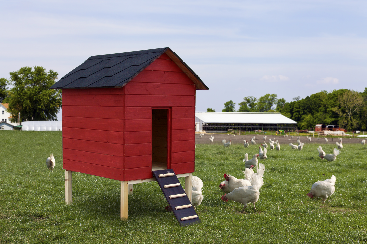 Kesäkanala Tammiston Puu Hilma 70x80cm