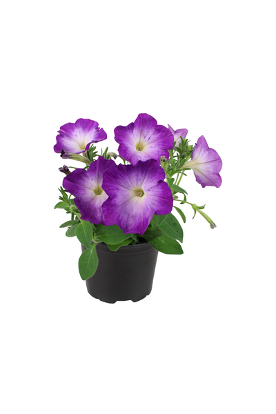 Petunia erikoislajikkeet 12cm ruukku