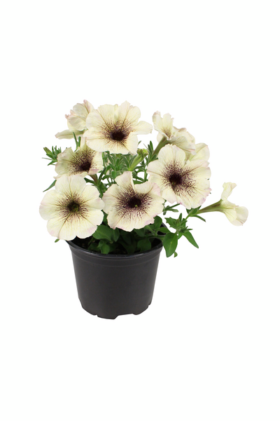 Petunia erikoislajikkeet 12cm ruukku