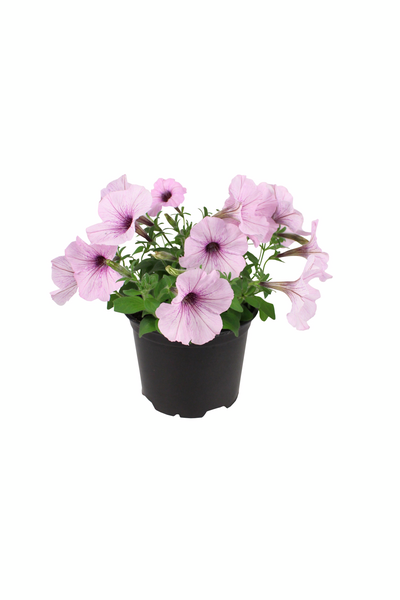 Petunia erikoislajikkeet 12cm ruukku