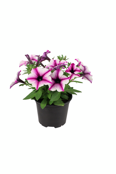 Petunia erikoislajikkeet 12cm ruukku